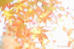 autumn light