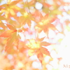autumn light