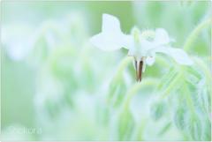 Borago2