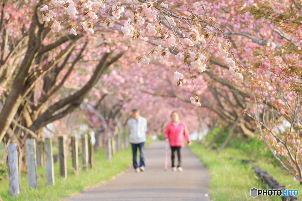 八重桜の路