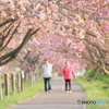 八重桜の路