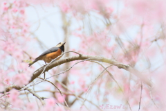 美術館の桜13ヤマガラさん