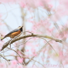 美術館の桜13ヤマガラさん