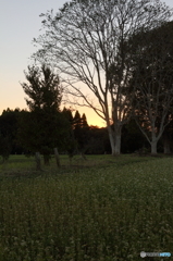 夕暮れの蕎麦畑
