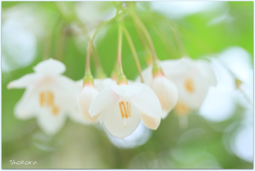 エゴノキの花Ⅲ