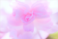 紫枝　食香薔薇