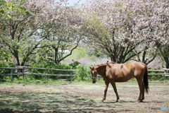 八重桜と馬