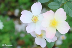一重薔薇