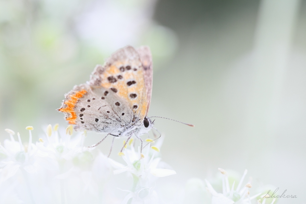 ニラの花とベニⅥ