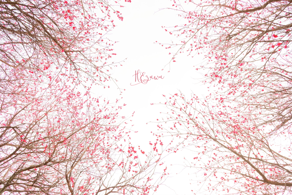 紅梅の空