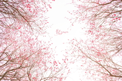 紅梅の空