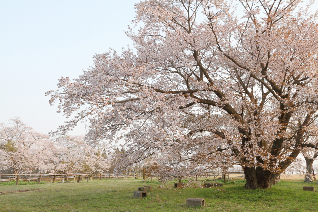 牧場の大桜