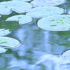 アメンボの池Ⅱ
