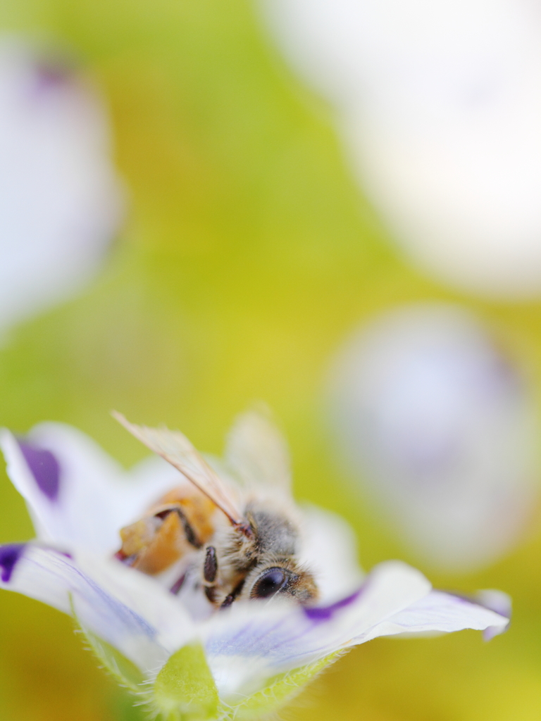 うれしい蜜集め