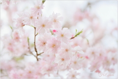 枝垂れ桜