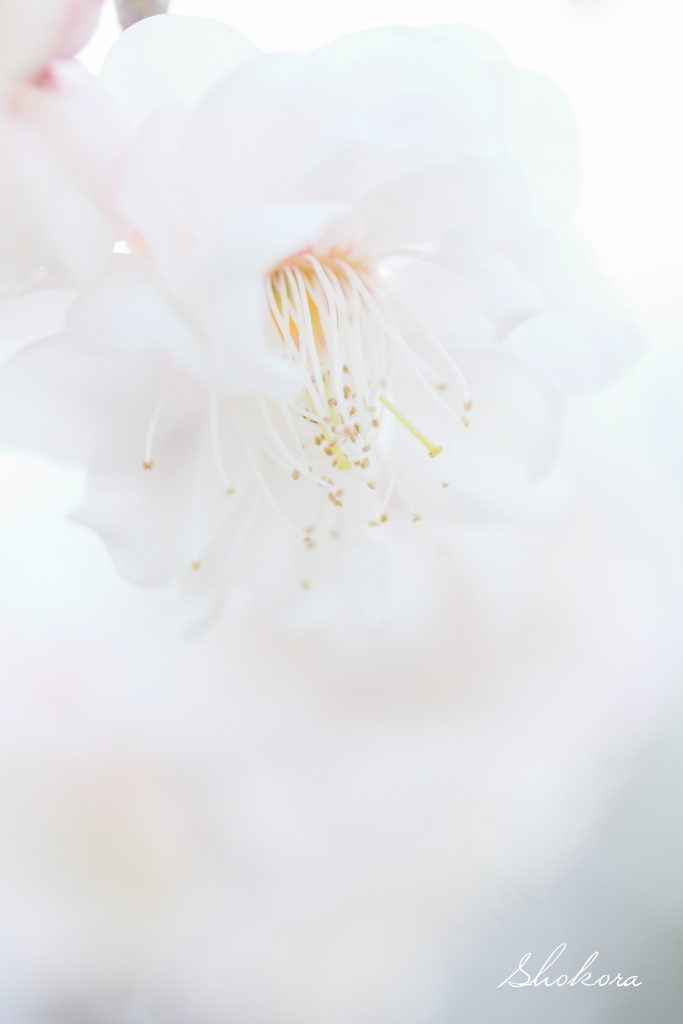 早春