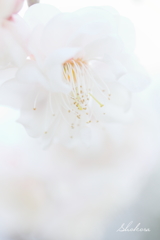 早春
