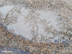 水溜まりの桜