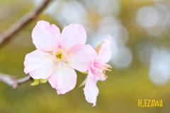 10月の桜Ⅳ