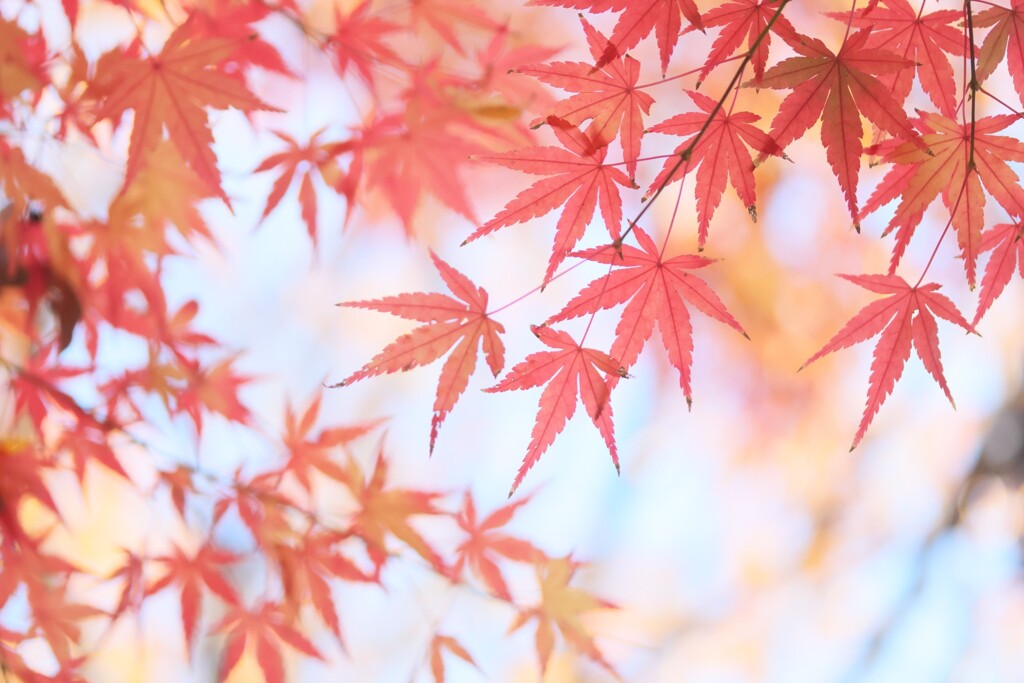 公園の紅葉3