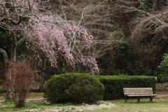 枝垂れ桜とベンチ