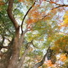 楠と紅葉（十枝の森）