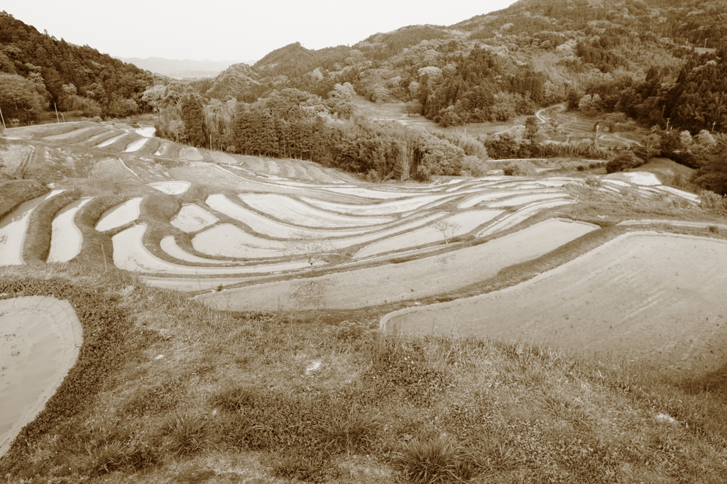 棚田風景