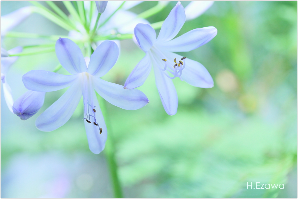 Blue Haven