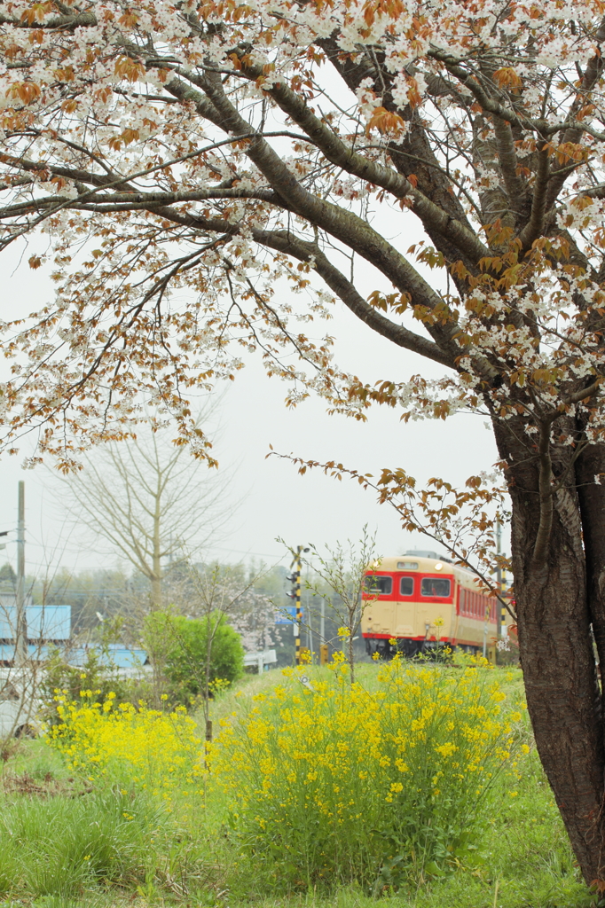 線路脇の桜