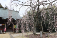 栄福寺の枝垂れ桜4