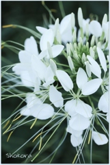 Cleome Helen Campbell