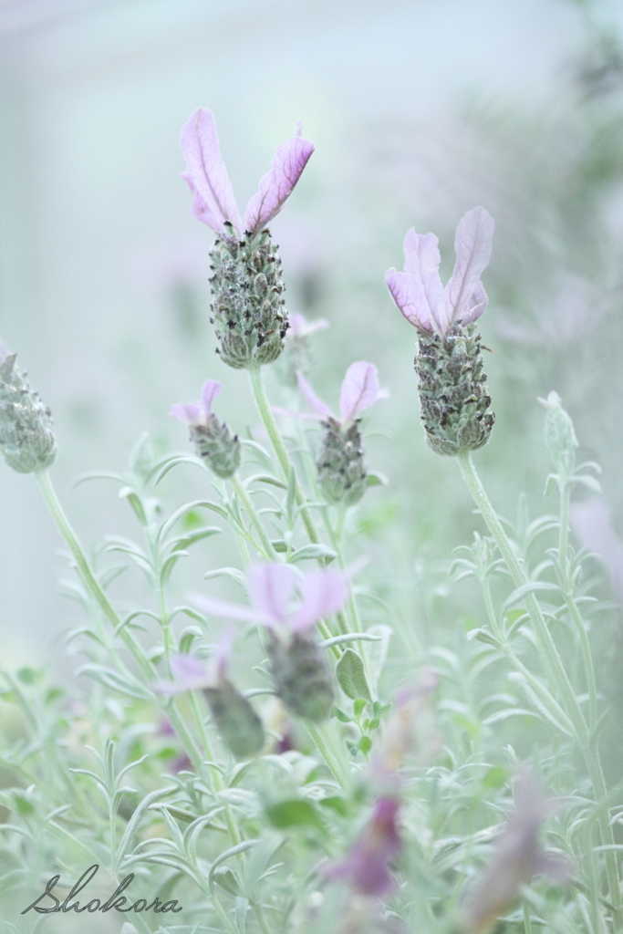 Rabbit lavender