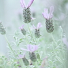 Rabbit lavender