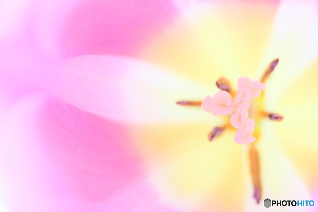Tulip's face