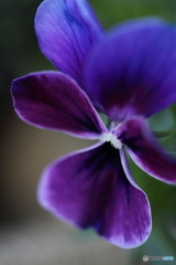 Elegant viola