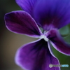 Elegant viola