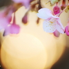 purity4