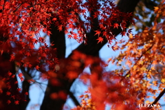 紅葉（昭和の森3）