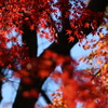 紅葉（昭和の森3）