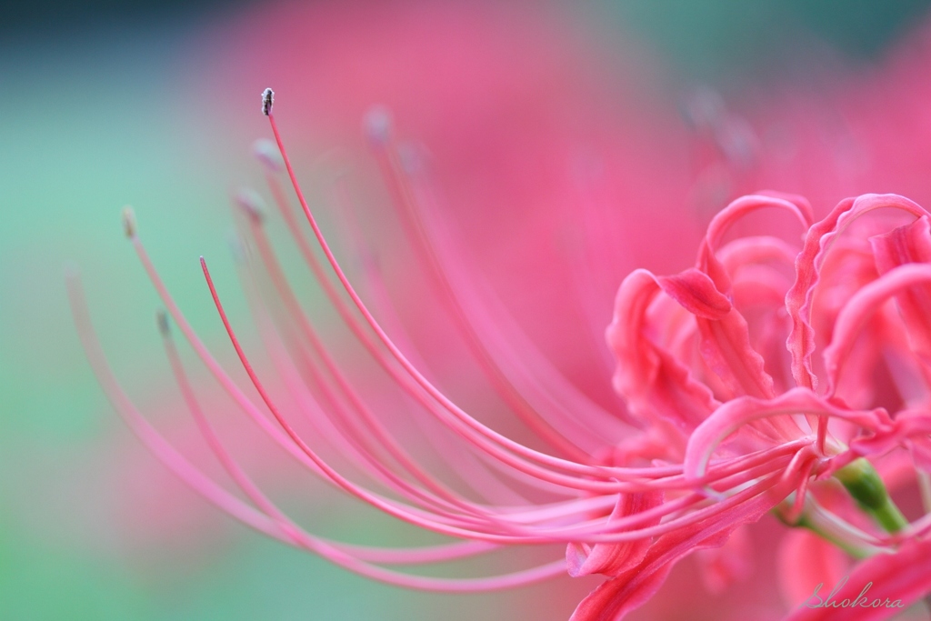 Lycoris radiata2