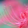 Lycoris radiata2