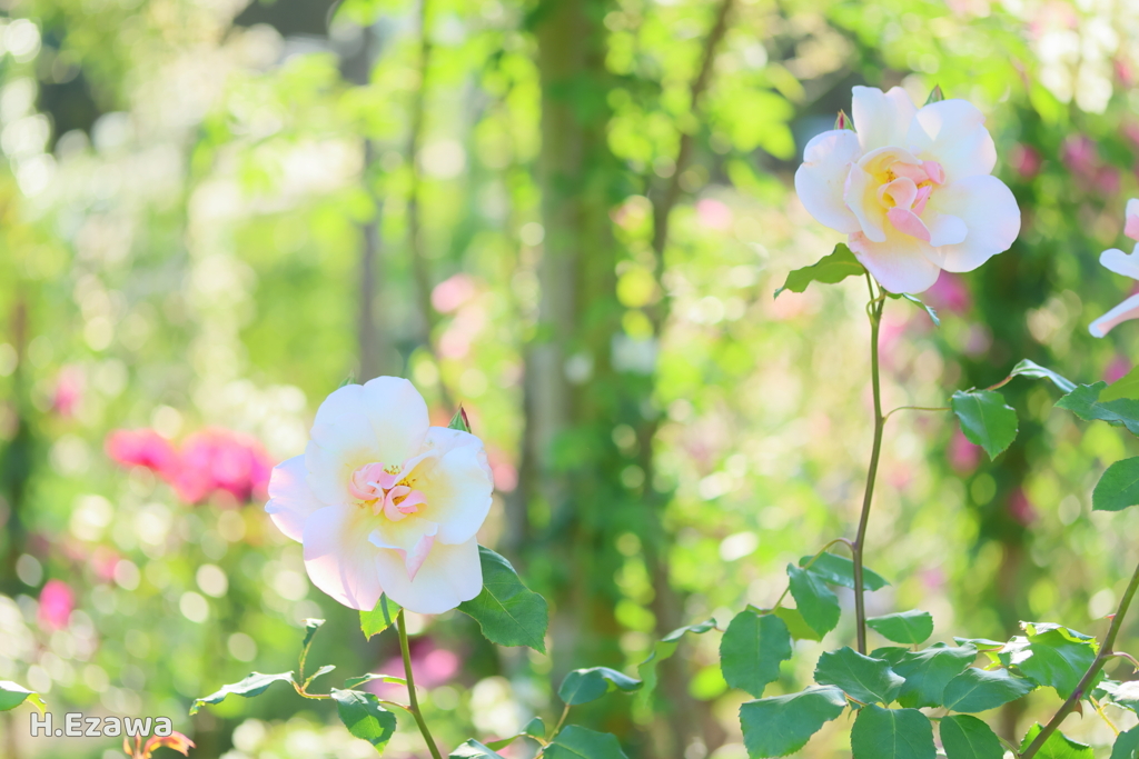 in the rose garden17