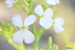 ダイコンの花