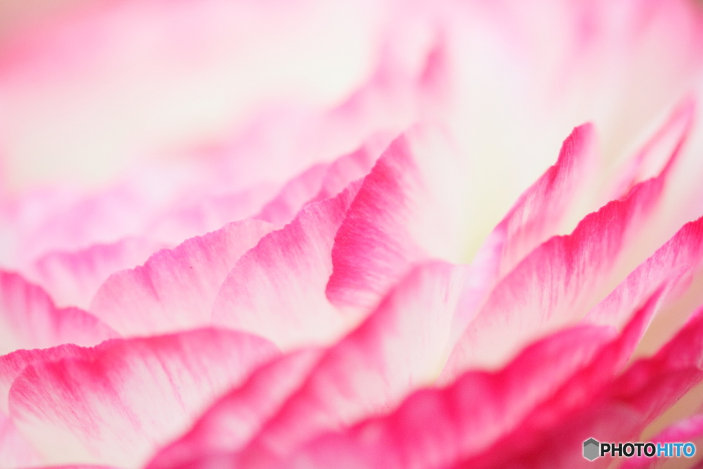 Ranunculus wave