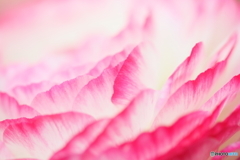 Ranunculus wave