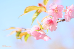 河津桜4