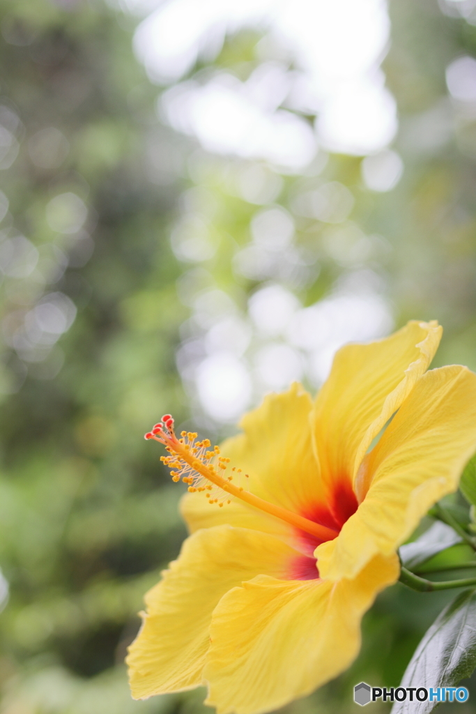 Tropical forestⅡ