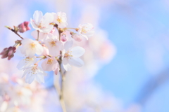 栄福寺の枝垂れ桜again8