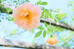 草笛の丘の薔薇10