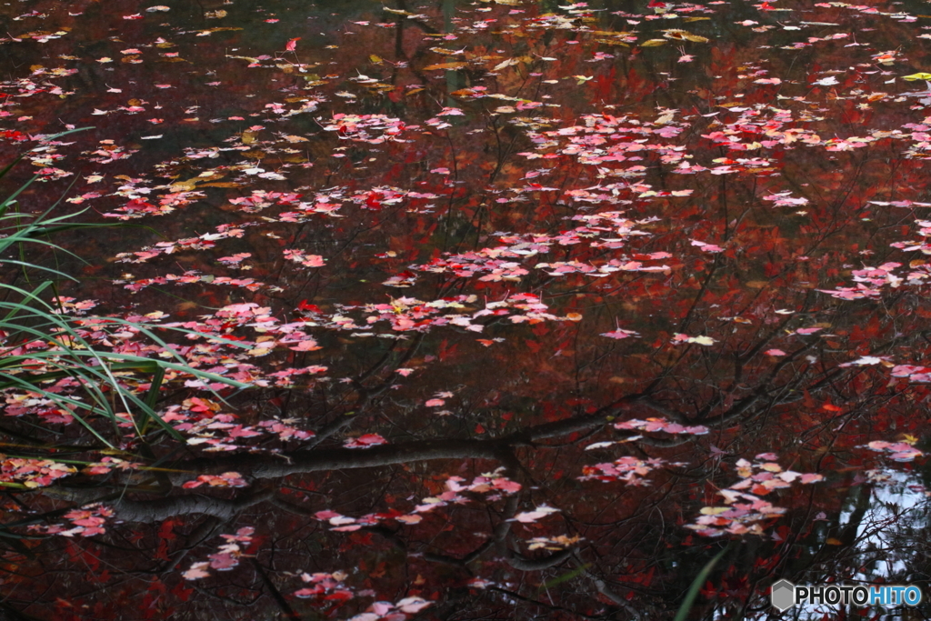 紅葉池
